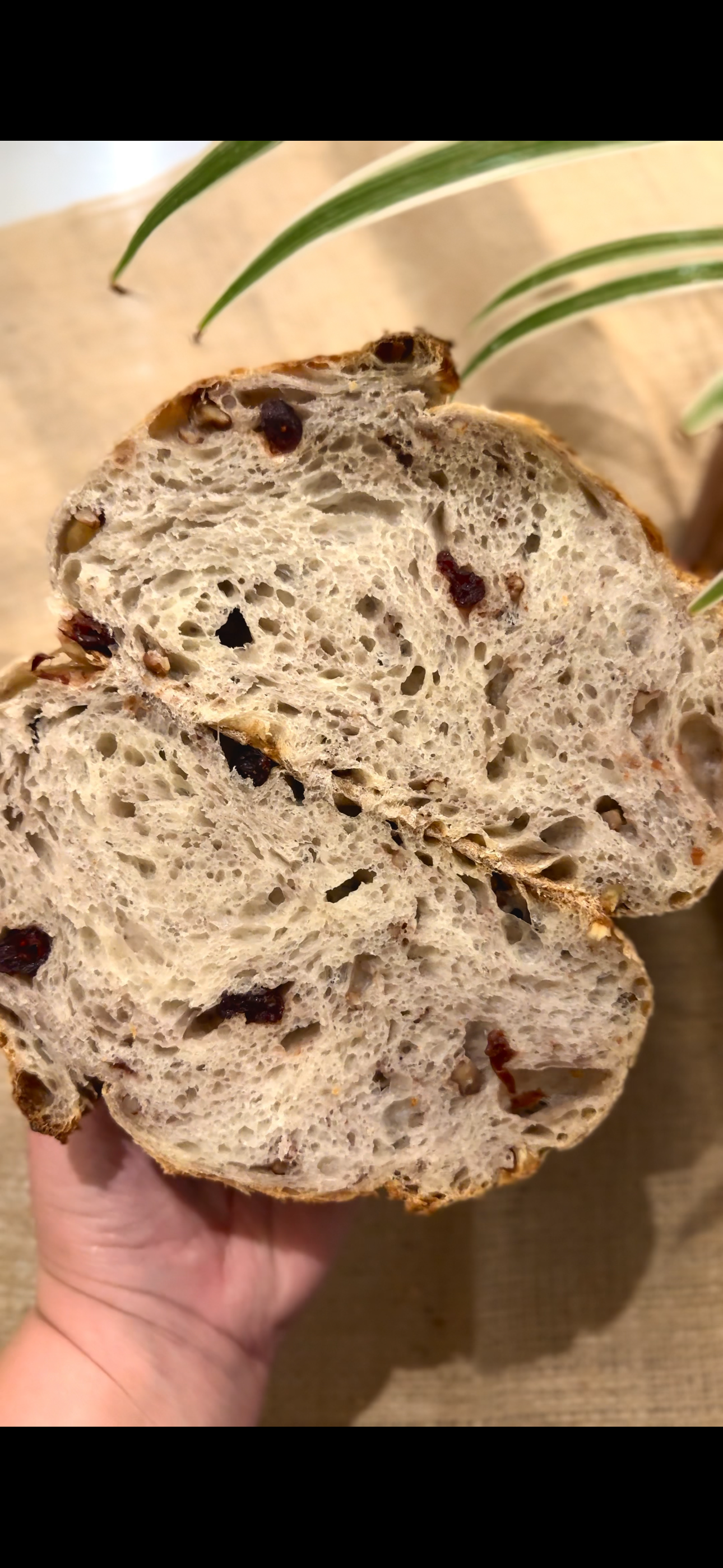 Cranberry Walnut Sourdough Loaf