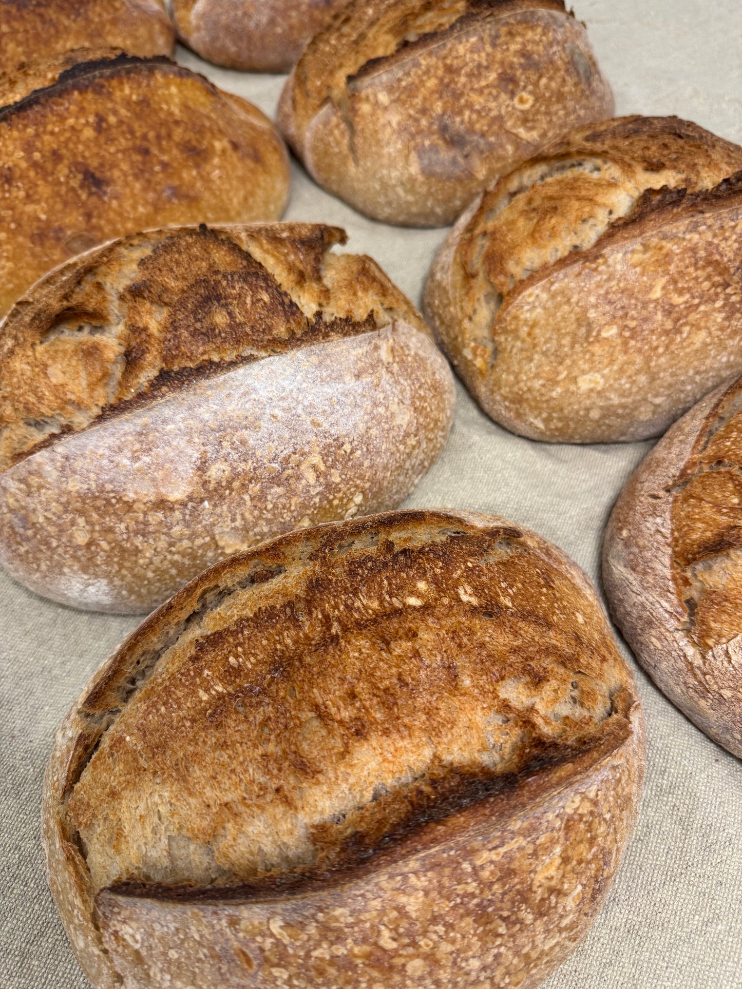 Whole Wheat Sourdough Loaf